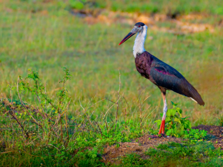 Birds Of Delhi