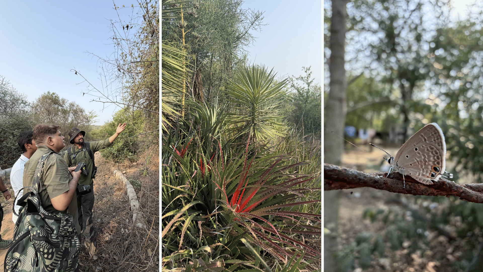 Asola Bhatti Wildlife Sanctuary