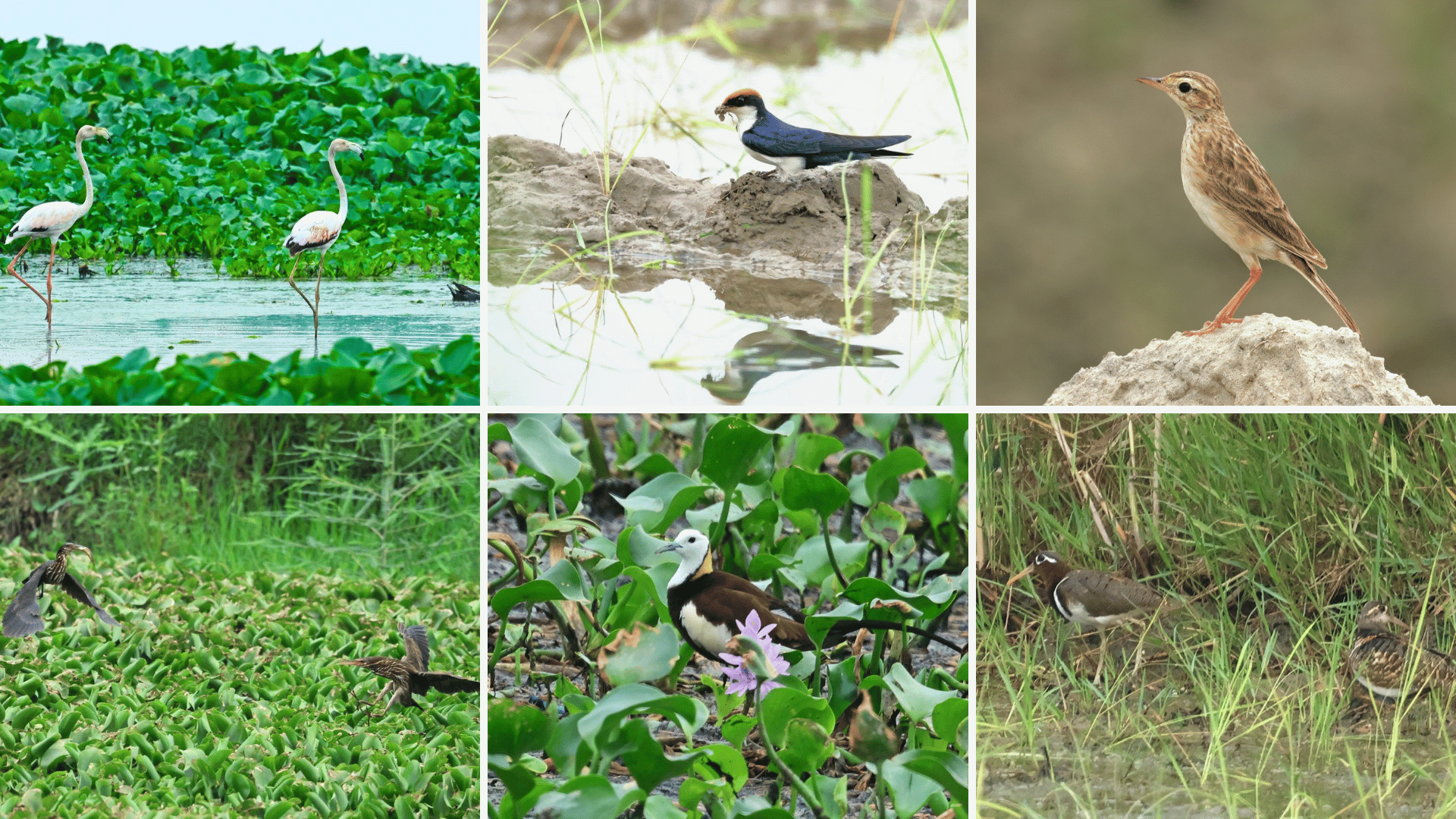 Birding In Chandu Budhera