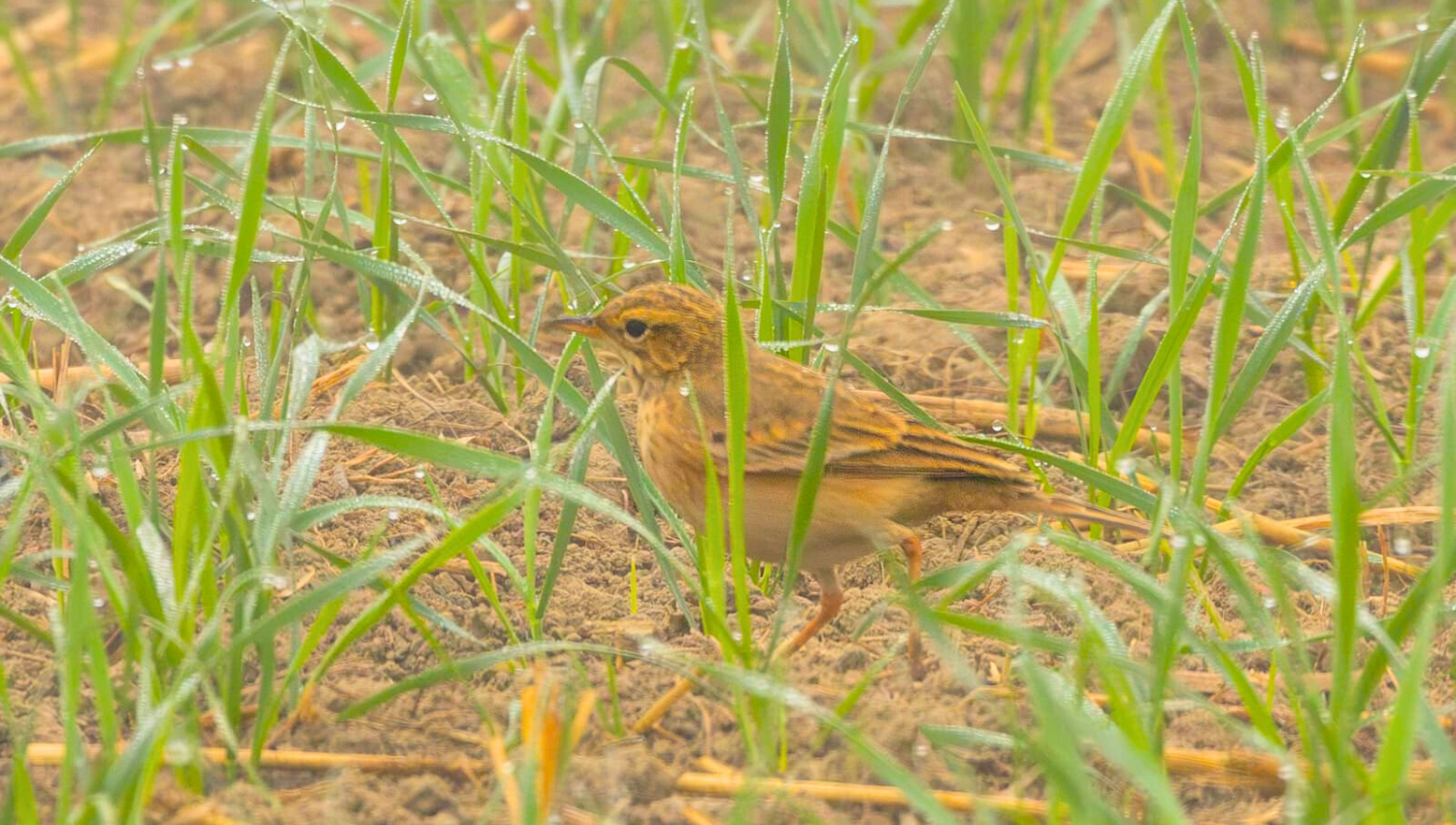 Day Trip At Dhanauri Wetlands