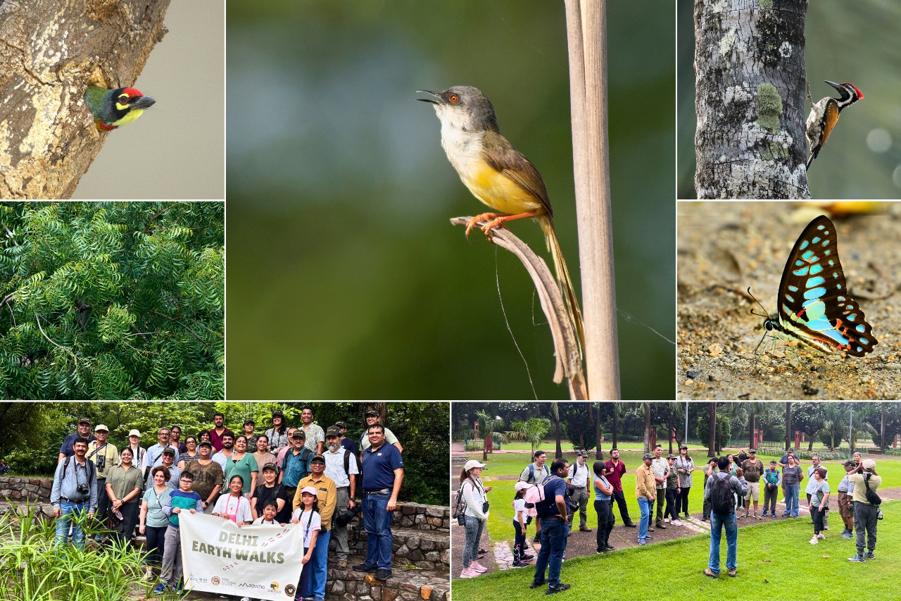 Delhi Earth Walk – Avian Monsoon Magic