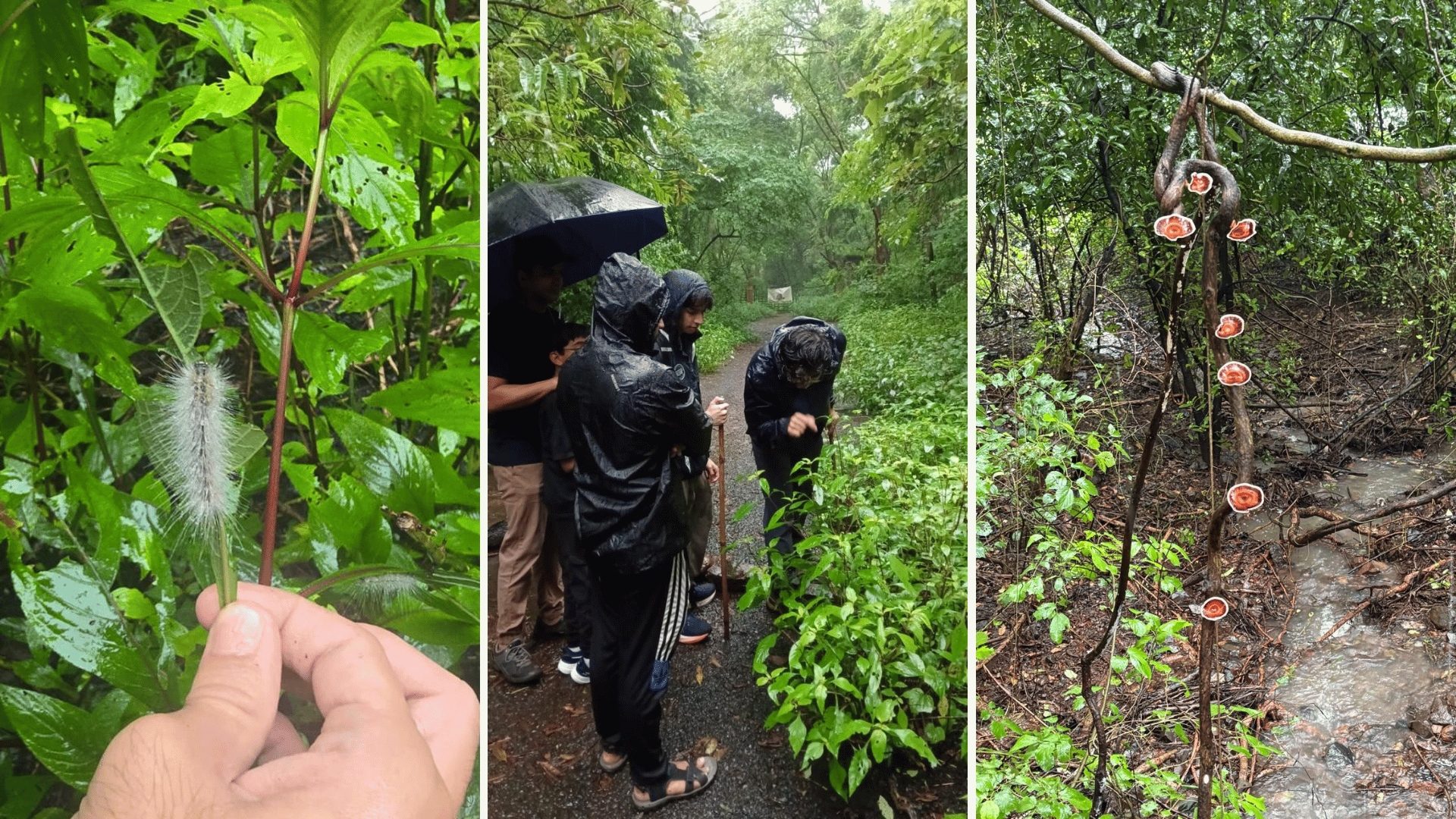 ​​​​Mumbai Earth Walks