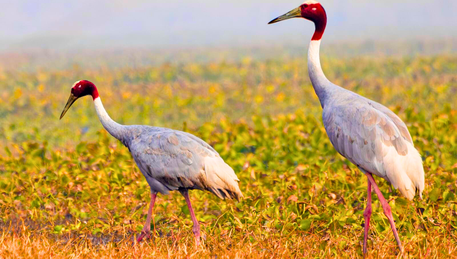 Sarus Crane