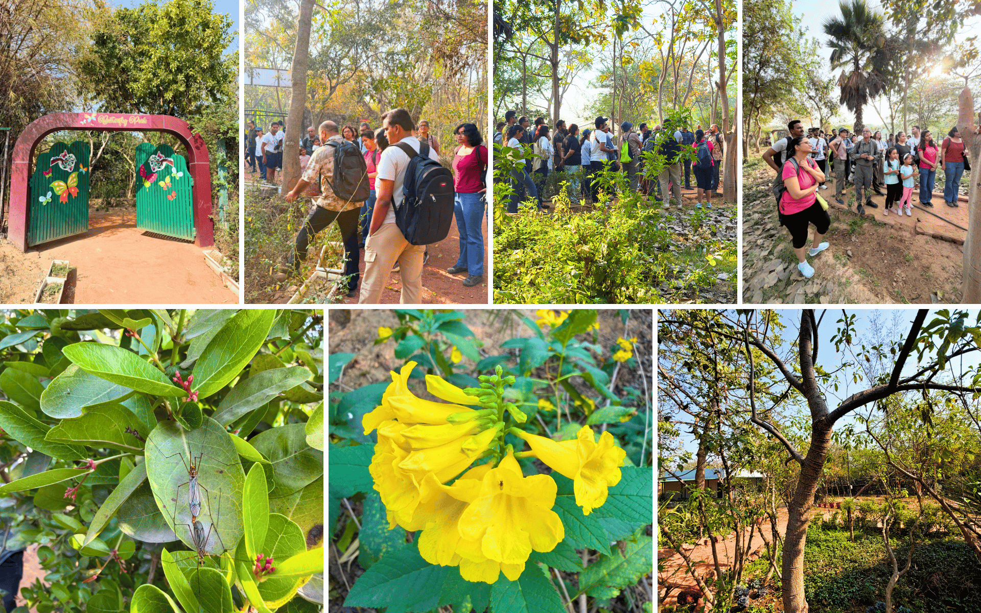 asola-bhatti-wildlife-sanctuary-walk