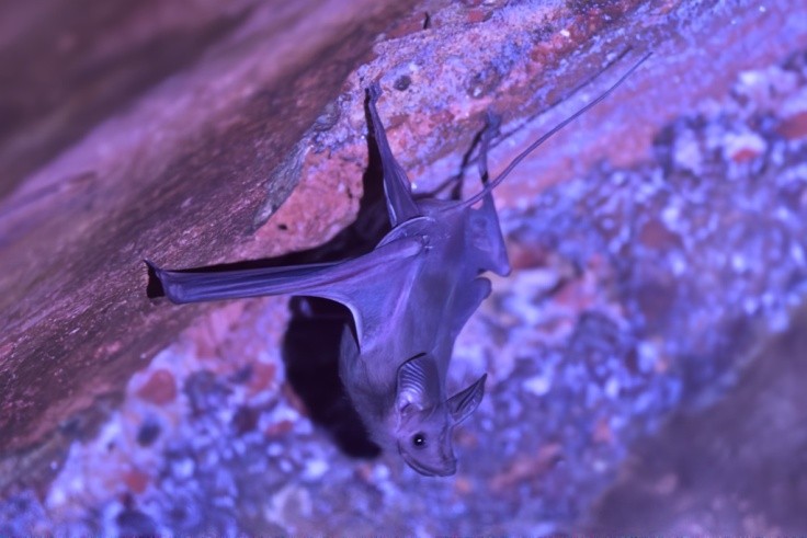 bat