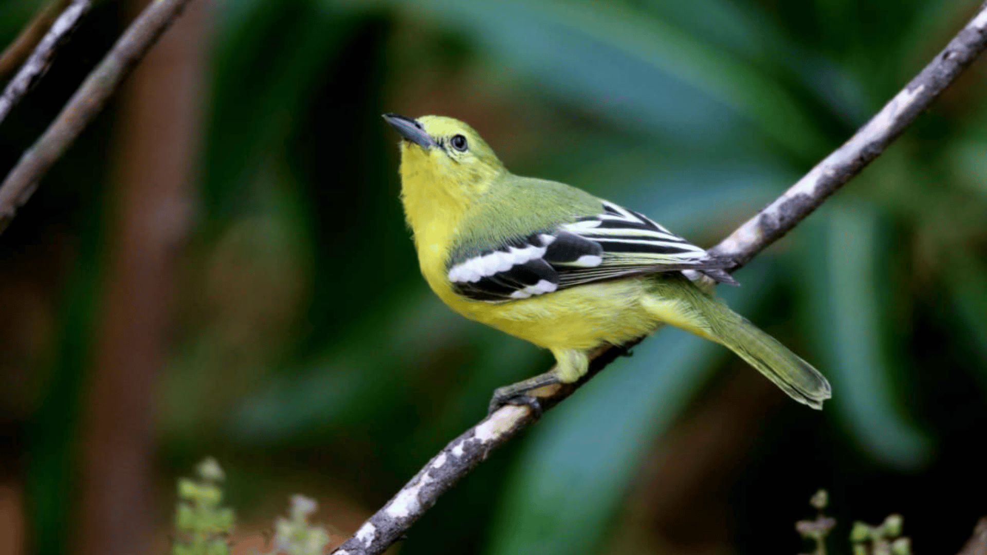 bird walk in gujarat