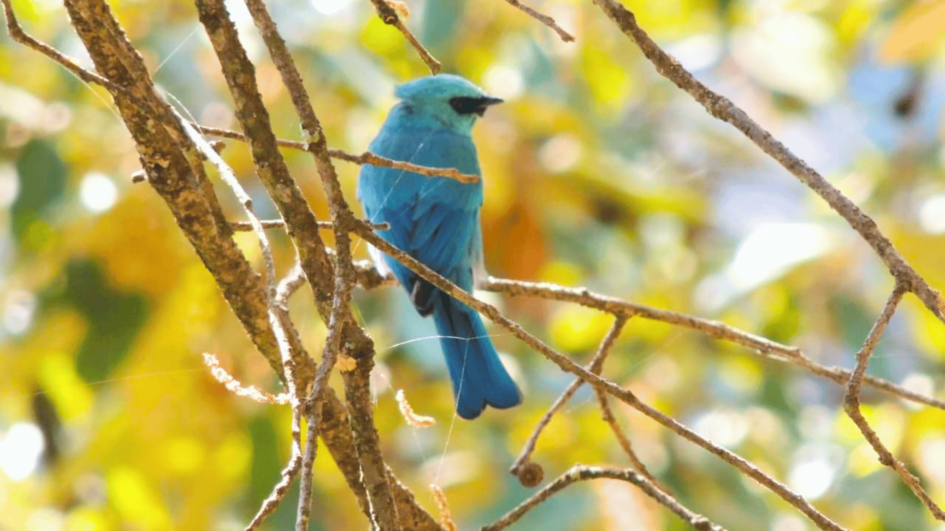 birding-in-pangot