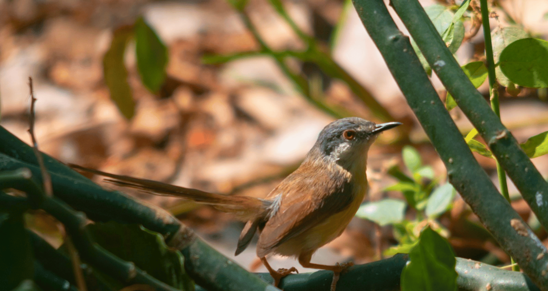 birdwatching-ahmedabad