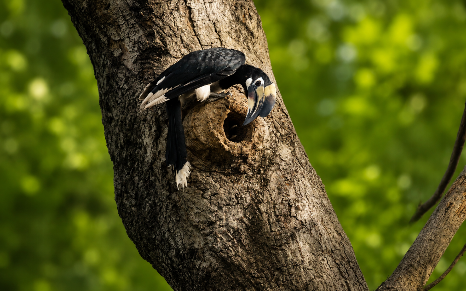 delhi birdwatching walk