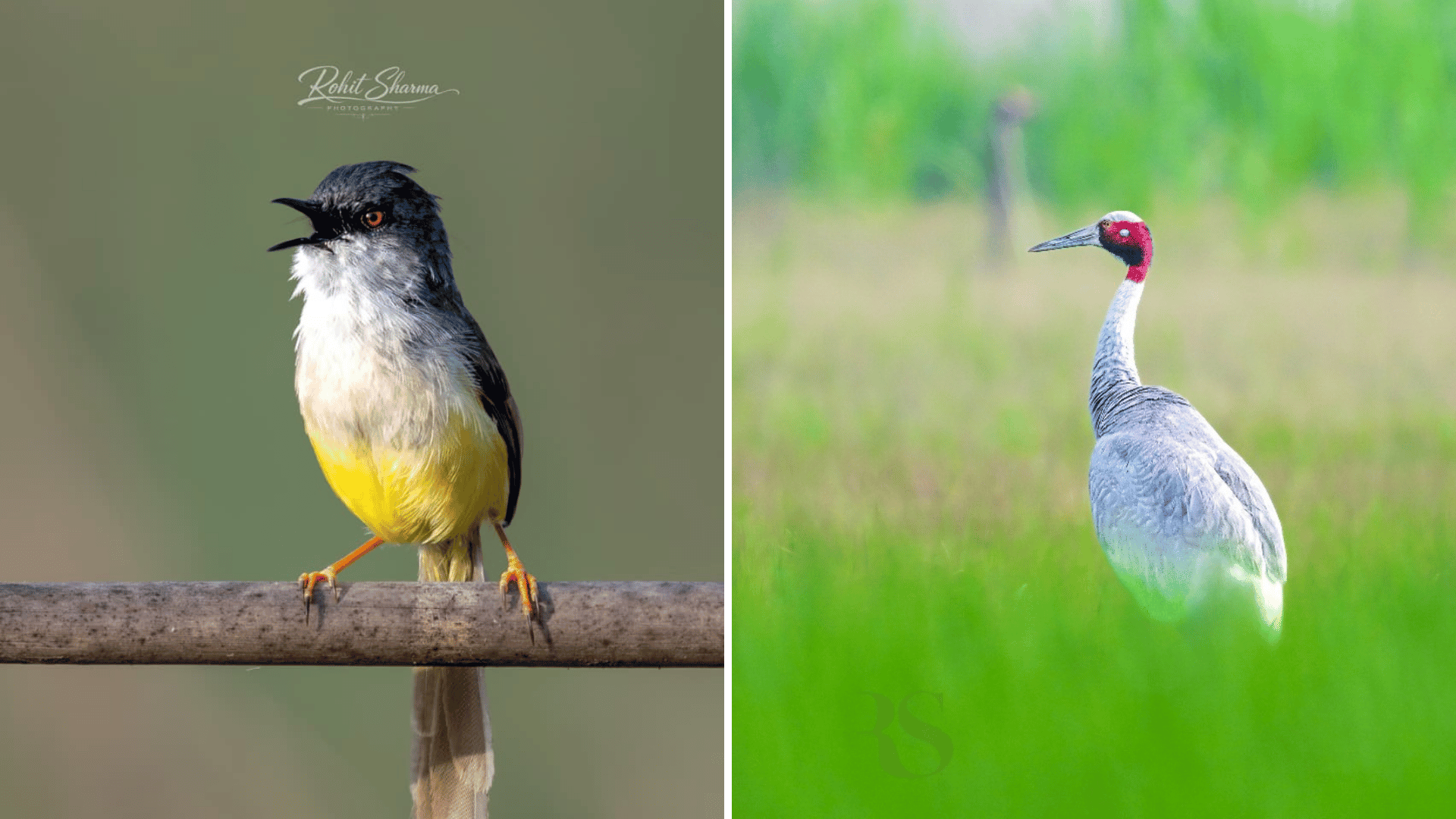 dhanauri-wetlands-up-earth-walks