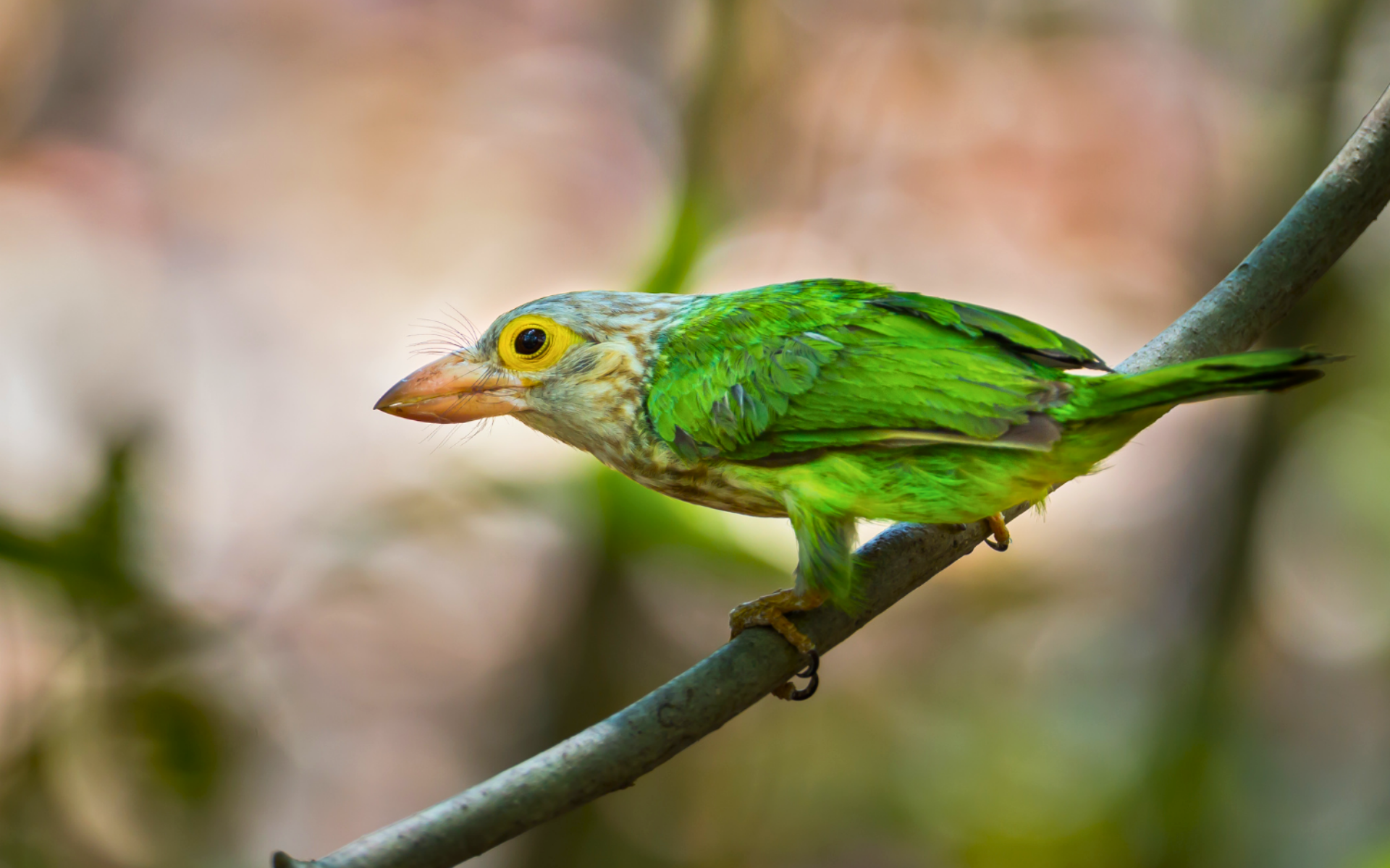 kolkata birding tour.