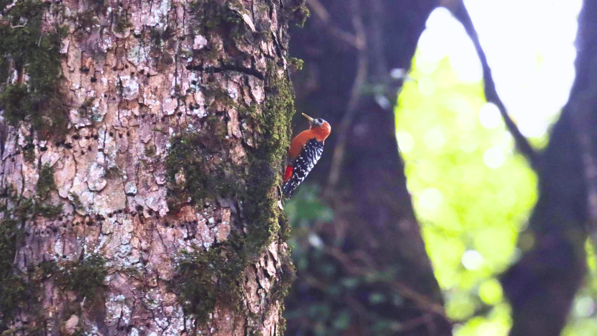 pangot-earth-walks-uttarakhand