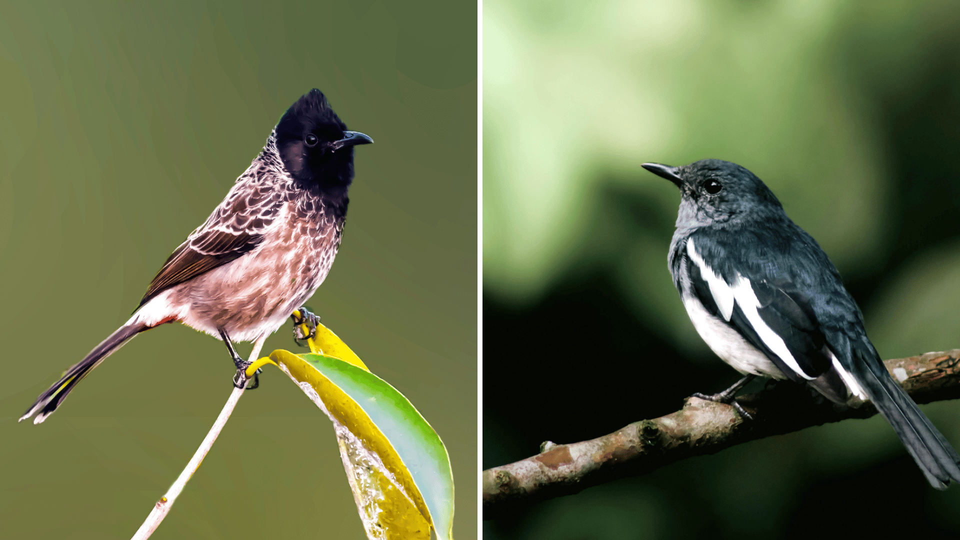 sunder-nursery-bird-walk