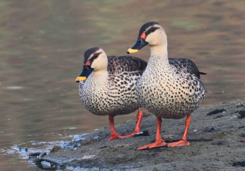 Indian spot-billed duck