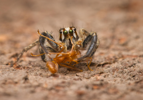 The Spider Walk