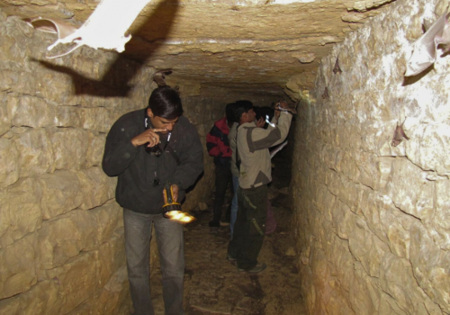 Night Flyers A Bat Walk at Nehar Sahibi Farm