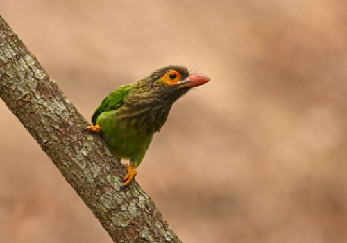 Brown-headed Barbet