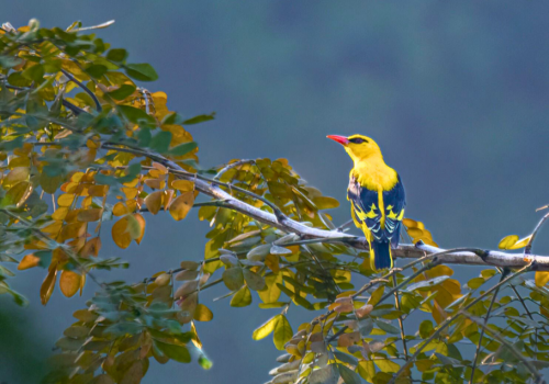 Indian Golden Oriole