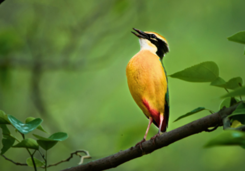 Indian Pitta