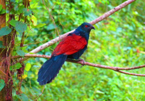 Greater Coucal