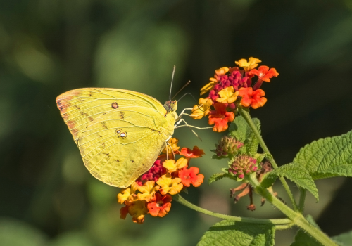 Mottled Emigrant