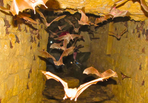 Firoz Shah Kotla heritage and wildlife