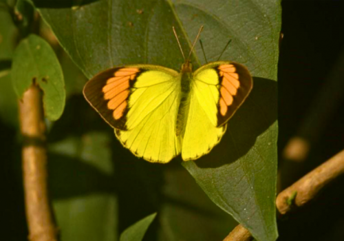 butterfly species in delhi NCR
