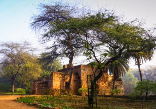 Delhi-tree-walk
