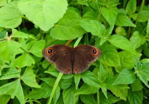 butterfly-walk-uttarakhand