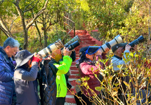 jungle-lore-birding-lodge