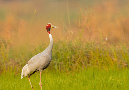 Sarus crane