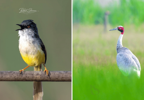 dhanauri-wetlands-up-earth-walks