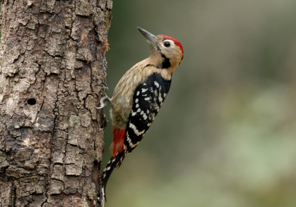 Bird-Walk-In-Pangot