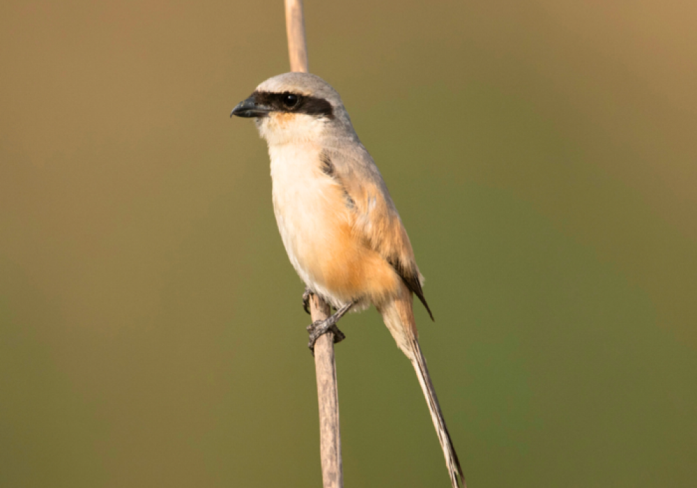 Gir Wildlife Walks