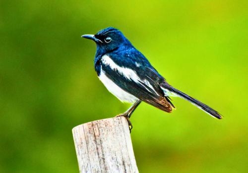 bird-watching-ahmedabad