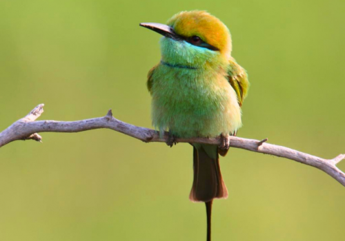 delhi-bird-walks