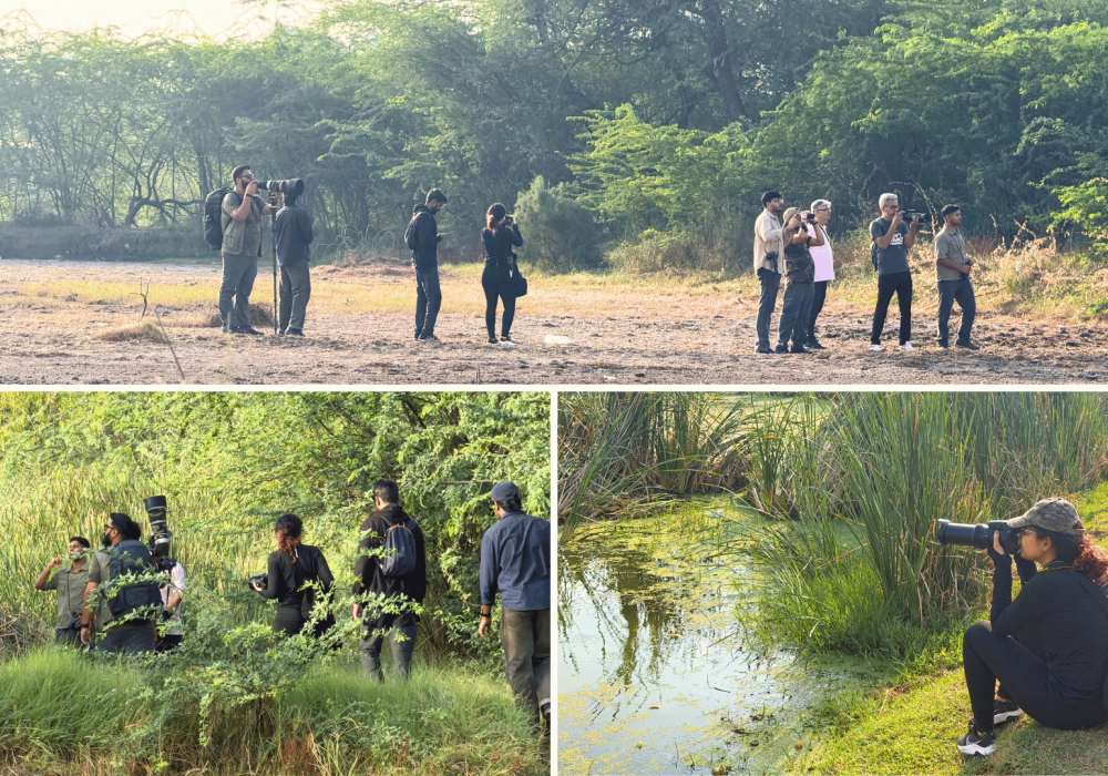 kanjhawala wetlands birding trip