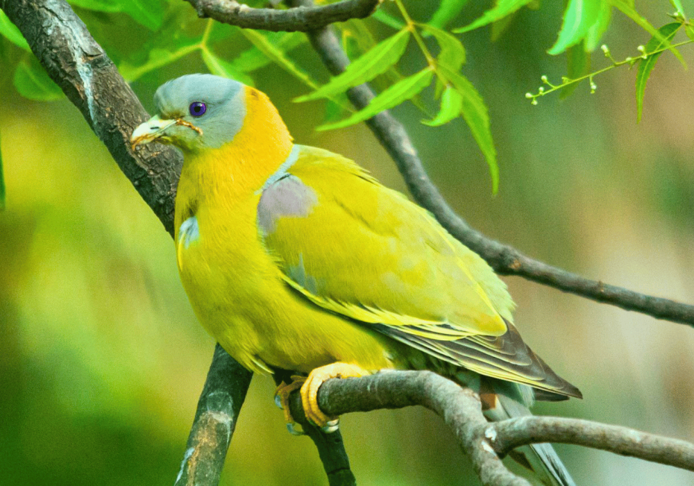 parimal-garden-birding-walk