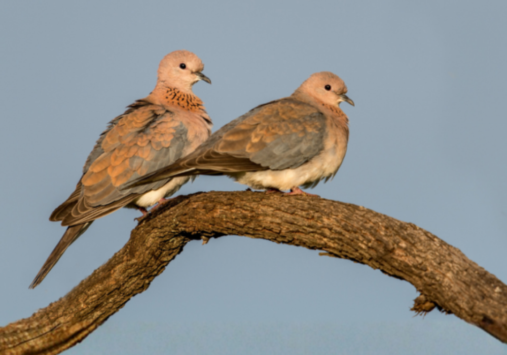 Birds Of Gir