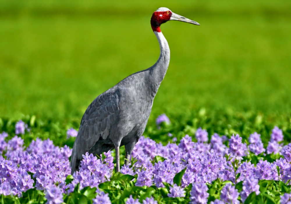 Book Dhanauri Bird Walk