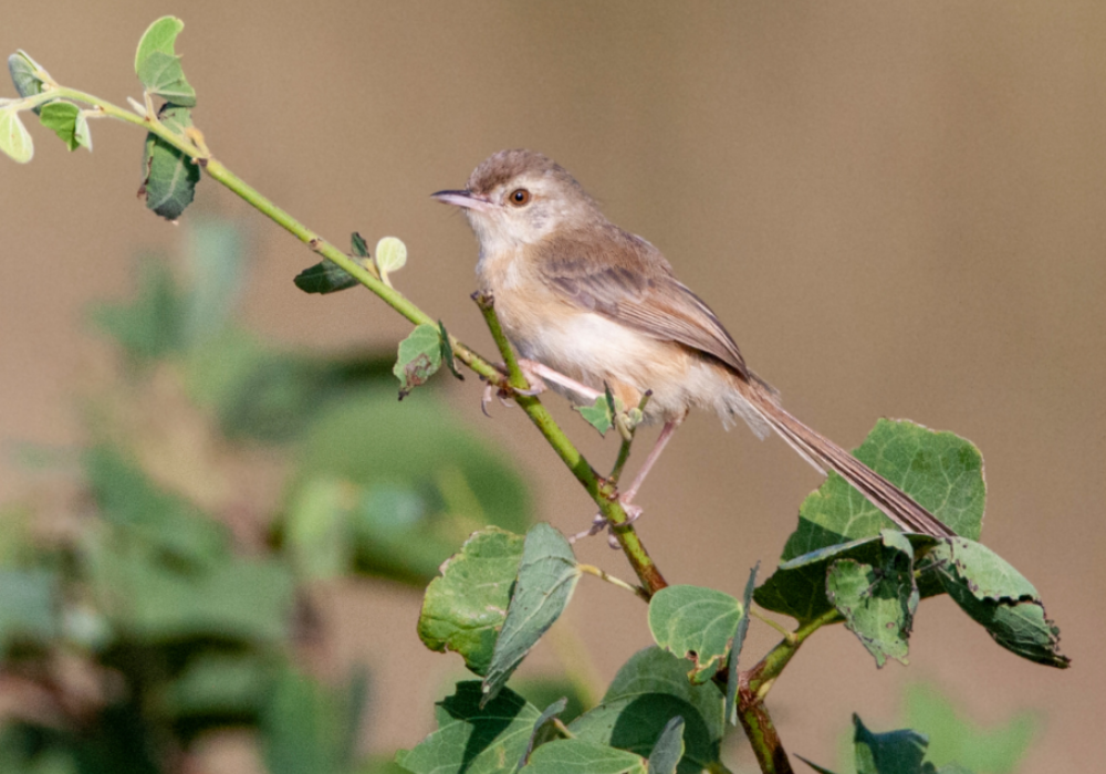 Gir Birding Walks