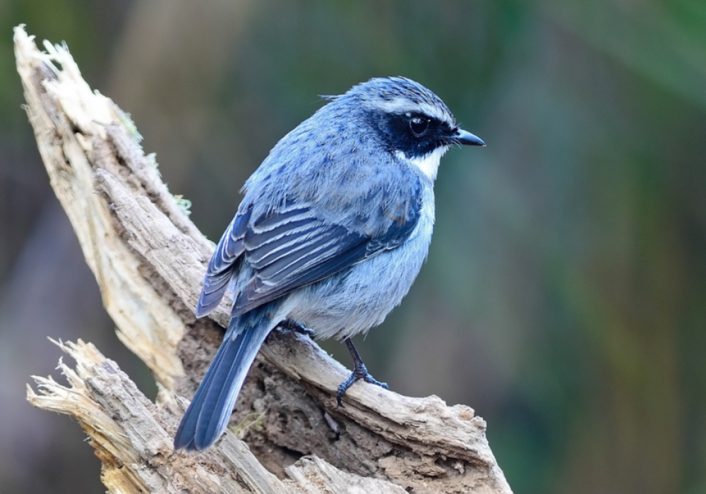 Guided Bird Walk Pangot