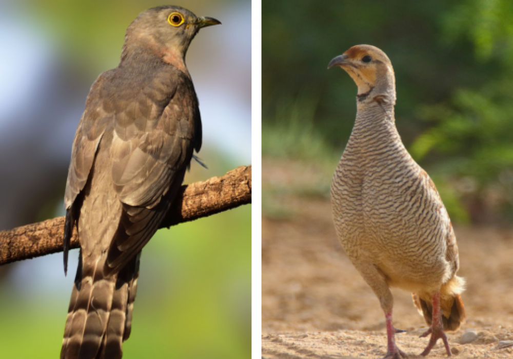 Grey francolin and Common hawk-cuckoo
