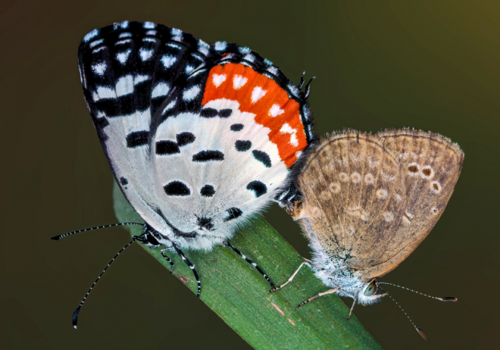 Macro Photography at Nehar Sahib