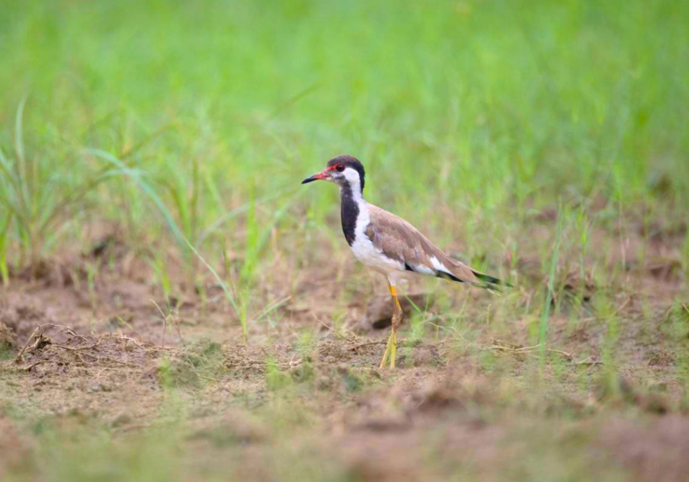 Morning Bird Walk 