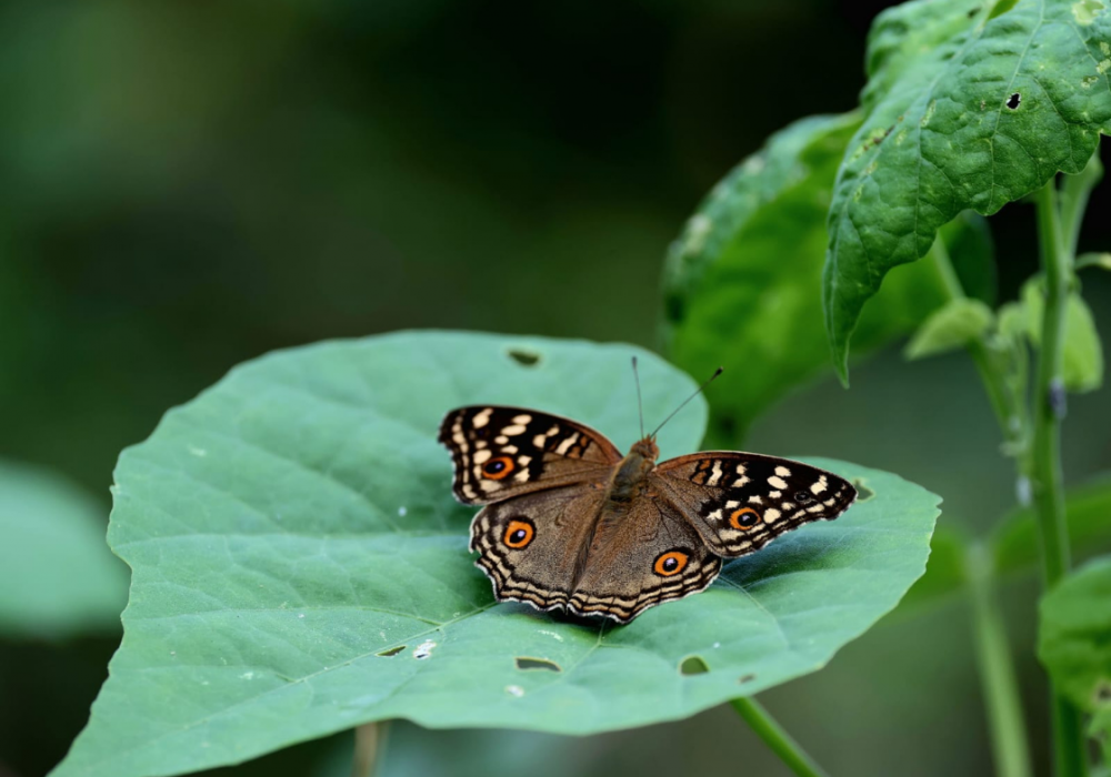 Nature Walk Delhi