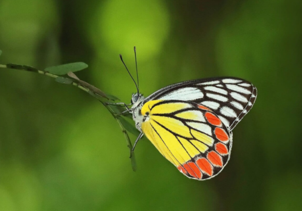 butterfly Event in Kolkata