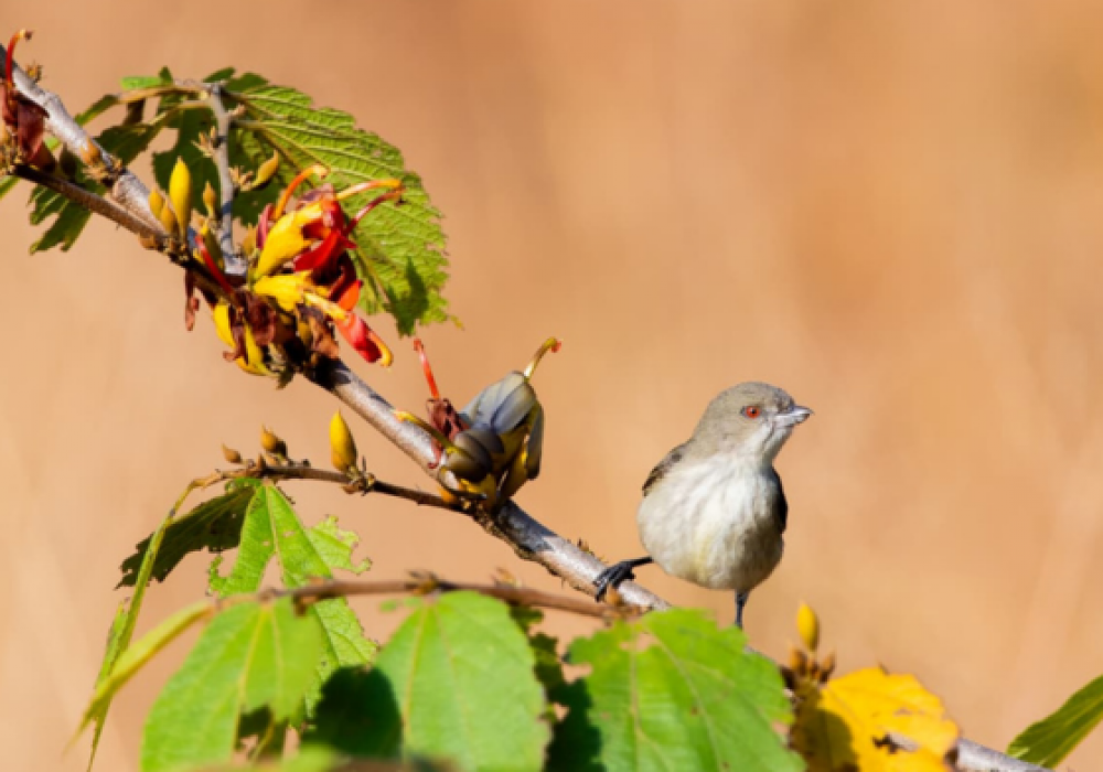 Birding In Mumbai
