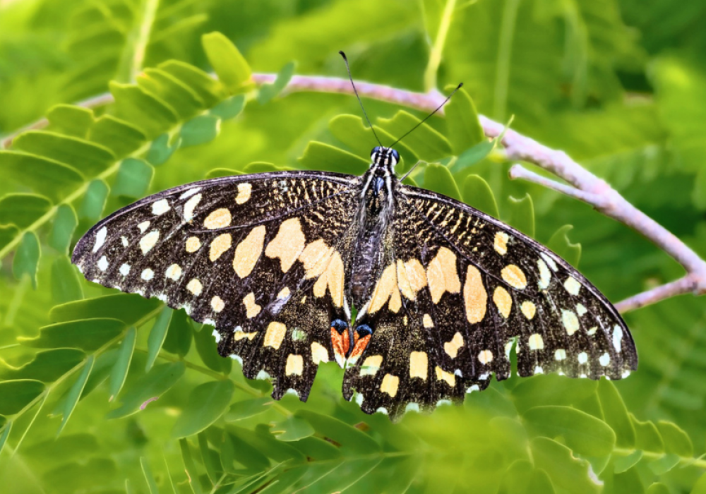 Butterfly Walk Delh
