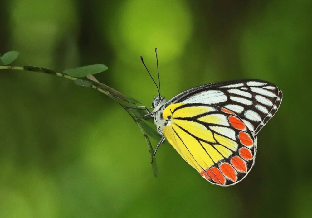 Kolkata Butterflies
